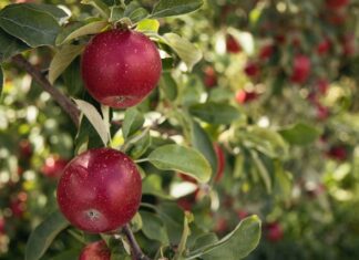 Jak wybrać najlepsze odmiany krzewów i drzew owocowych do uprawy w danym regionie