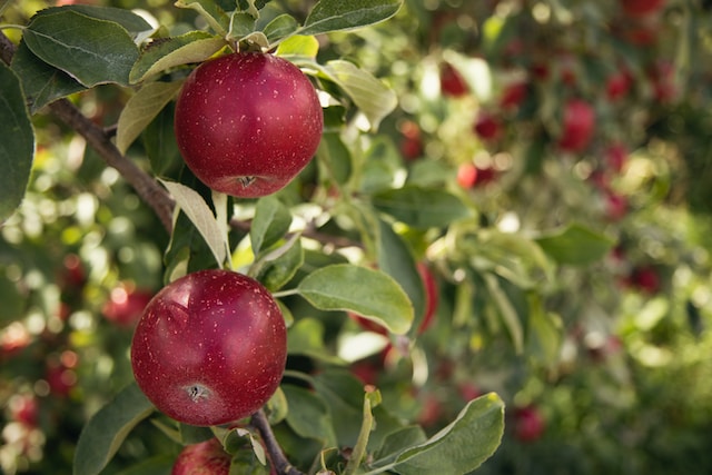 Jak wybrać najlepsze odmiany krzewów i drzew owocowych do uprawy w danym regionie