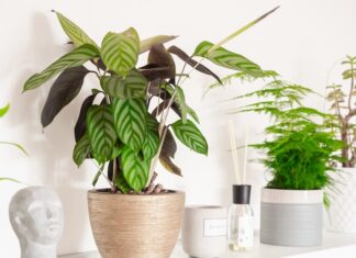 Rośliny doniczkowe a jakość powietrza w pomieszczeniach