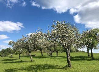 Jak zbierać i przechowywać owoce z krzewów i drzew owocowych