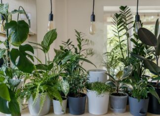 Jak pielęgnować rośliny doniczkowe w domu?