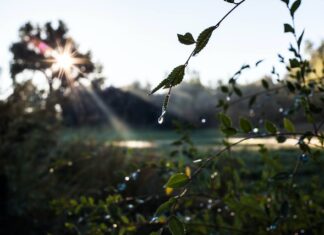 Najczęstsze problemy związane z systemami nawadniania