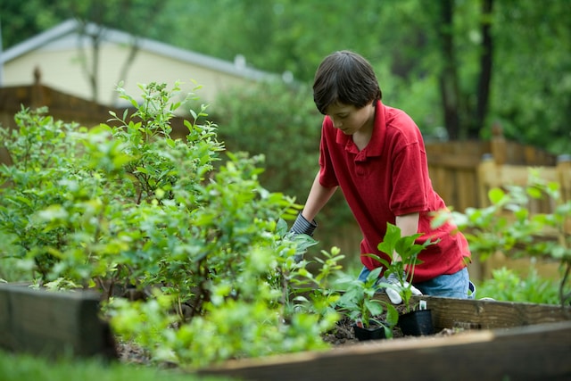 Kiedy i jak stosować nawozy dolistne w ogrodzie?