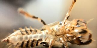 Co stuka pod maską?