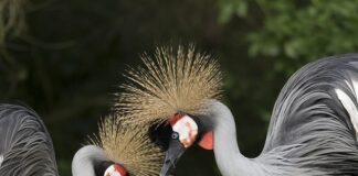 Jak ustawić światła w samochodzie domowym sposobem?