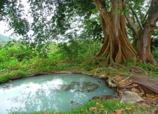 Jak często należy opróżniać szambo?