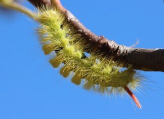 Jak zrobić prostownik z regulacją prądu?