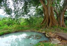 Jak wypompować gęste szambo? Jak wypompować gęste szambo?