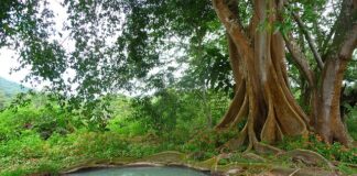 Jak wypompować gęste szambo?