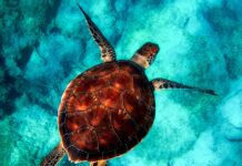 Czy powłoką ceramiczną chroni przed rysami? Czy powłoką ceramiczną chroni przed rysami?