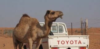 Ile pali Toyota Prius?