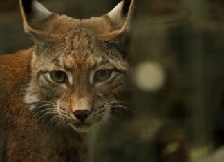 Jak usunąć głębokie rysy na lakierze?