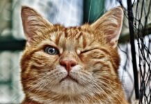 Co jest w oczku poziomicy?