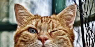 Co jest w oczku poziomicy?