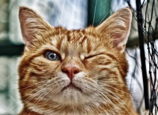 Co jest w oczku poziomicy? Co jest w oczku poziomicy?