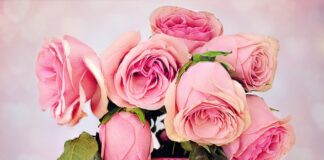 Czym się różni PZ od PH?